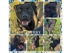 Adopt Castleberry CFS# 230089971 a Pit Bull Terrier