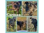 Adopt Carman CFS# 230089971 a Pit Bull Terrier