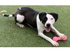 Zola American Pit Bull Terrier Young Female