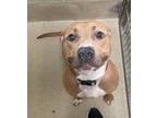 Zurah American Pit Bull Terrier Adult Female