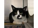 Jamba Juice Domestic Shorthair Adult Female