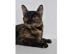 Cornelia Domestic Shorthair Adult Female