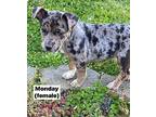 Monday Day Mixed Breed (Medium) Puppy Female