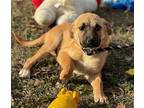 Kringle Shepherd (Unknown Type) Puppy Male