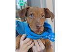 Adopt Habanero a Chiweenie