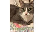 Fox (The X-Files Litter) Domestic Shorthair Adult Male