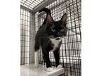 Jaime Domestic Shorthair Young Male