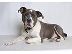 Shalom American Pit Bull Terrier Adult Male