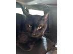 Luke Domestic Shorthair Adult Male