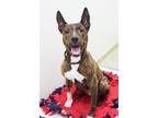 Harley Quinn American Pit Bull Terrier Senior Female