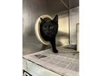 Terry Domestic Shorthair Adult Male