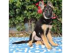 Jovi von Duvensee German Shepherd Dog Puppy Male