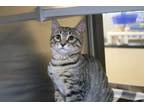 Tiggy Domestic Shorthair Adult Male