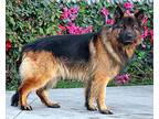 Naja von Nazza German Shepherd Dog Adult Male