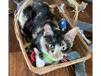 Callie Domestic Shorthair Adult Female