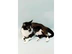 Riddle Domestic Shorthair Adult Female