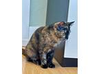 Theodora Domestic Shorthair Young Female