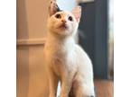 Meredith Domestic Shorthair Young Female