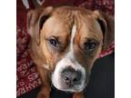 Adopt Leckie a Boxer, Terrier