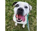 Adopt Moo Moo Dawg a Terrier