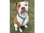 Athena American Pit Bull Terrier Adult Female