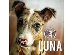 Luna Benito the Pretty Speckled Pittie Adult Female