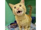 Adopt MANDEL - FFPR a Domestic Short Hair