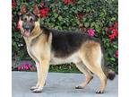 Zarko von Zandt German Shepherd Dog Young Male