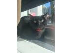 Zaza Domestic Shorthair Adult Female