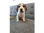 Adopt Orlando a Beagle