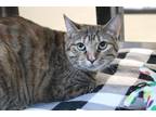 Olive Domestic Shorthair Adult Female