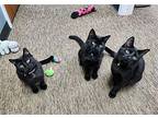 Emmy, Oscar & Tony (a.k.a. Battlet kitties) Domestic Shorthair Young Male