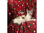 Chip Domestic Shorthair Young Female
