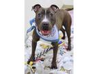 Pearl American Pit Bull Terrier Adult Female