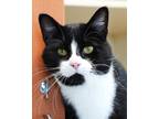 Domino Domestic Shorthair Adult Male