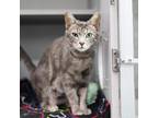 Flora Domestic Shorthair Adult Female