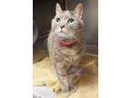 Mouse Domestic Shorthair Senior Female