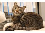 Kitty Domestic Shorthair Adult Male