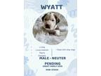 Adopt Wyatt a Hound, Black Mouth Cur