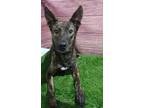 Adopt Mav a German Shepherd Dog