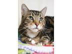 Timmy Domestic Shorthair Senior Male