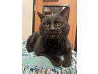 Johnny Domestic Shorthair Adult Male