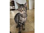 Adopt Owen a Tabby, Domestic Short Hair