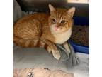 Adopt Mochi a Domestic Short Hair