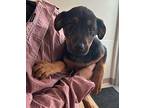 Henry Mixed Breed (Medium) Puppy Male