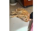 Carl Domestic Shorthair Adult Male