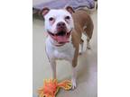 Sky American Pit Bull Terrier Adult Female