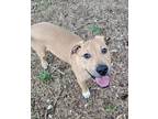 Adopt Wyatt a Black Mouth Cur