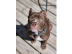 Adopt Seacrest a Mixed Breed