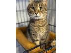 Oscar Domestic Shorthair Adult Male